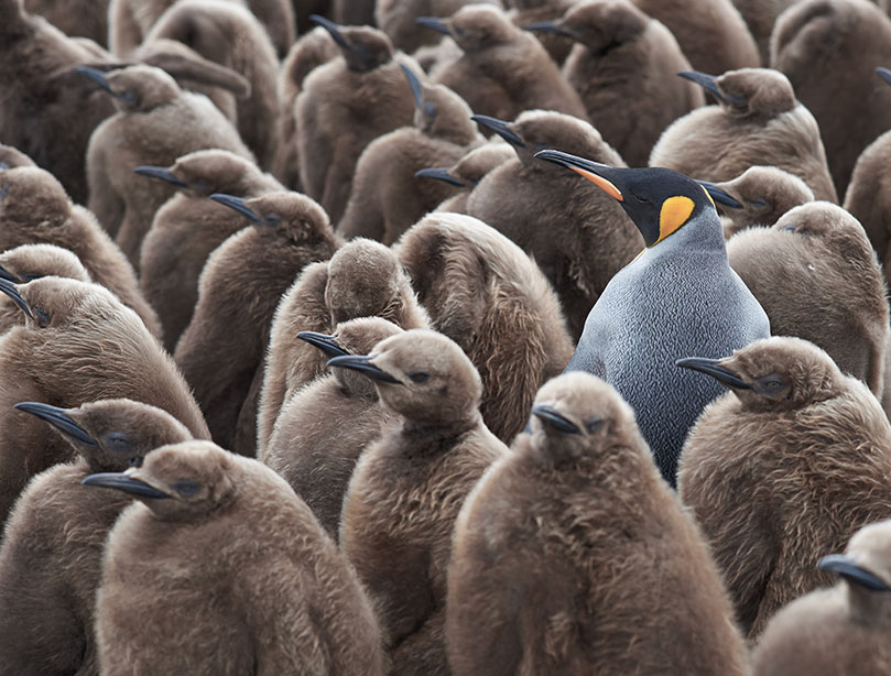 Farbiger Pinguin sticht aus Gruppe brauner Pinguine heraus